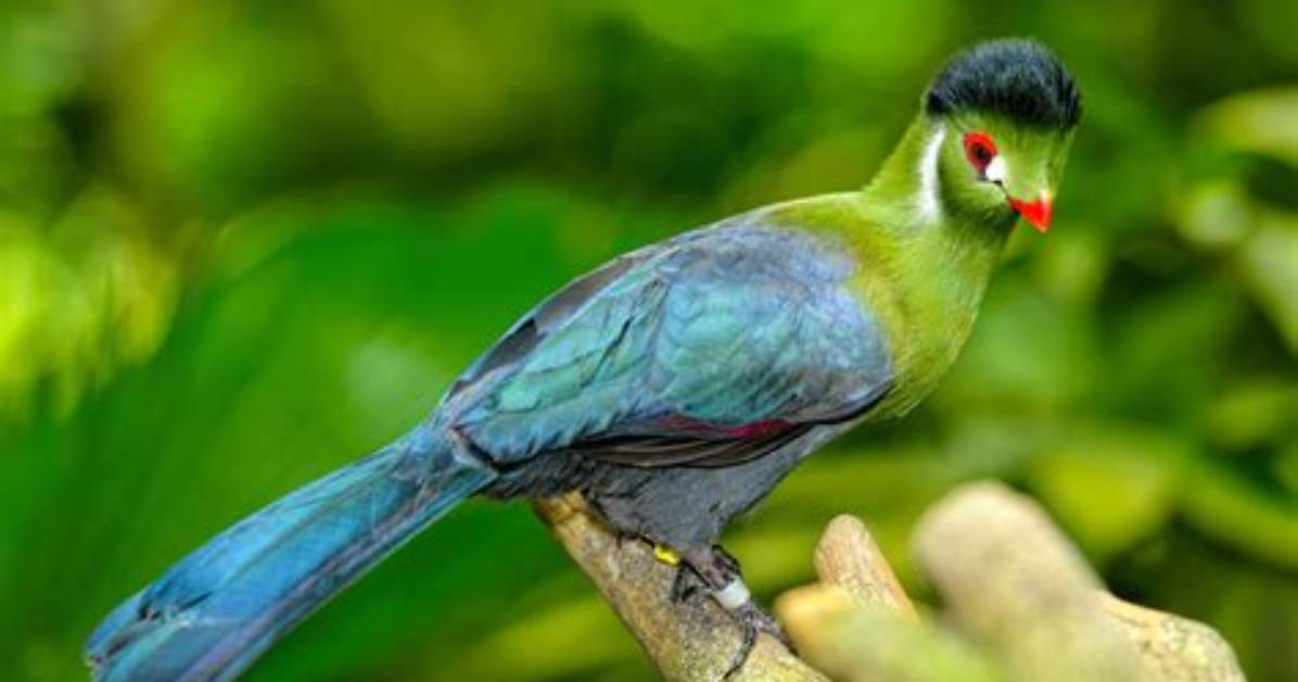 Where Do White-Cheeked Turaco Live?