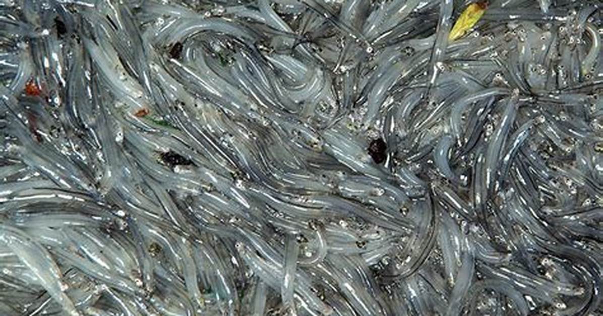 Where Do Whitebait Live in Nz?