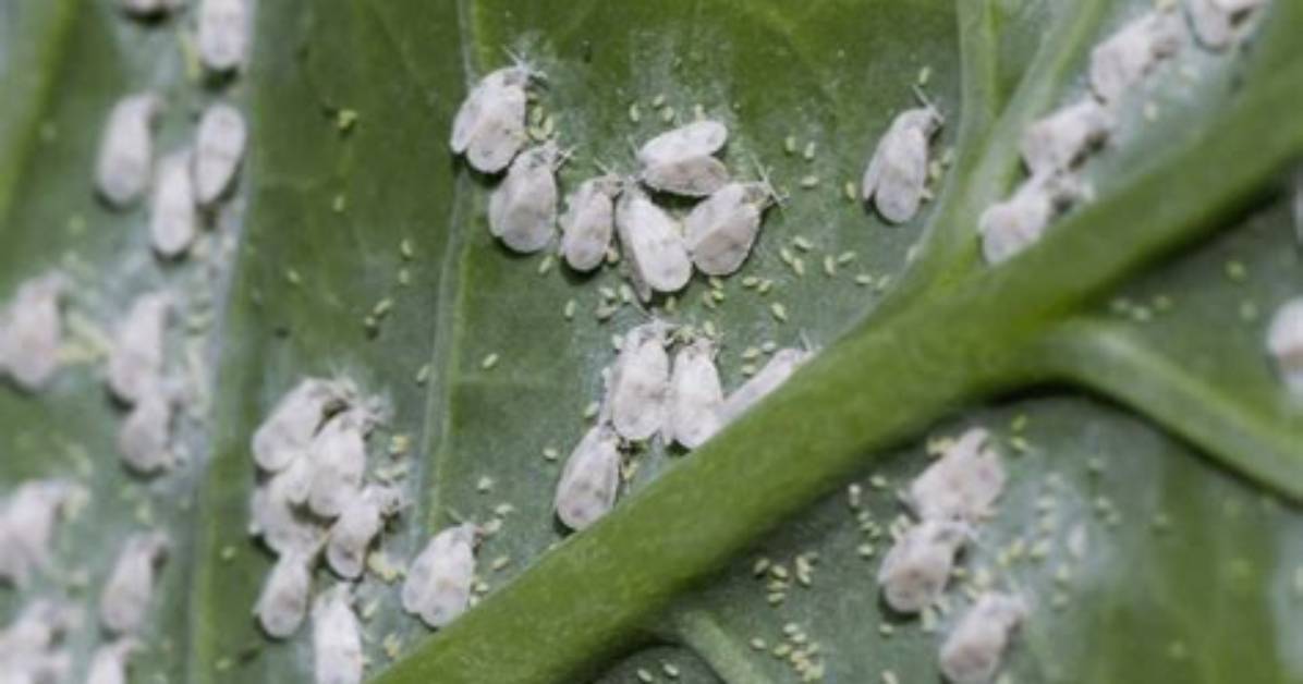 Where Do Whiteflies Live?