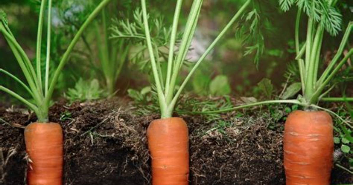 Where Do Wild Carrots Grow