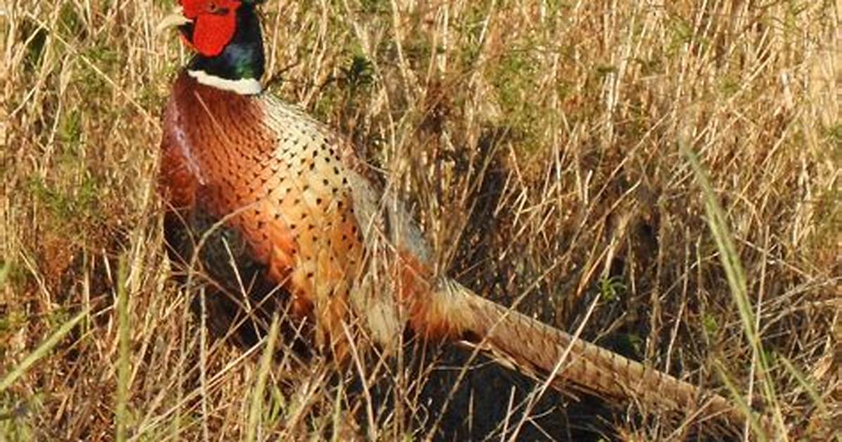 Where Do Wild Pheasants Live