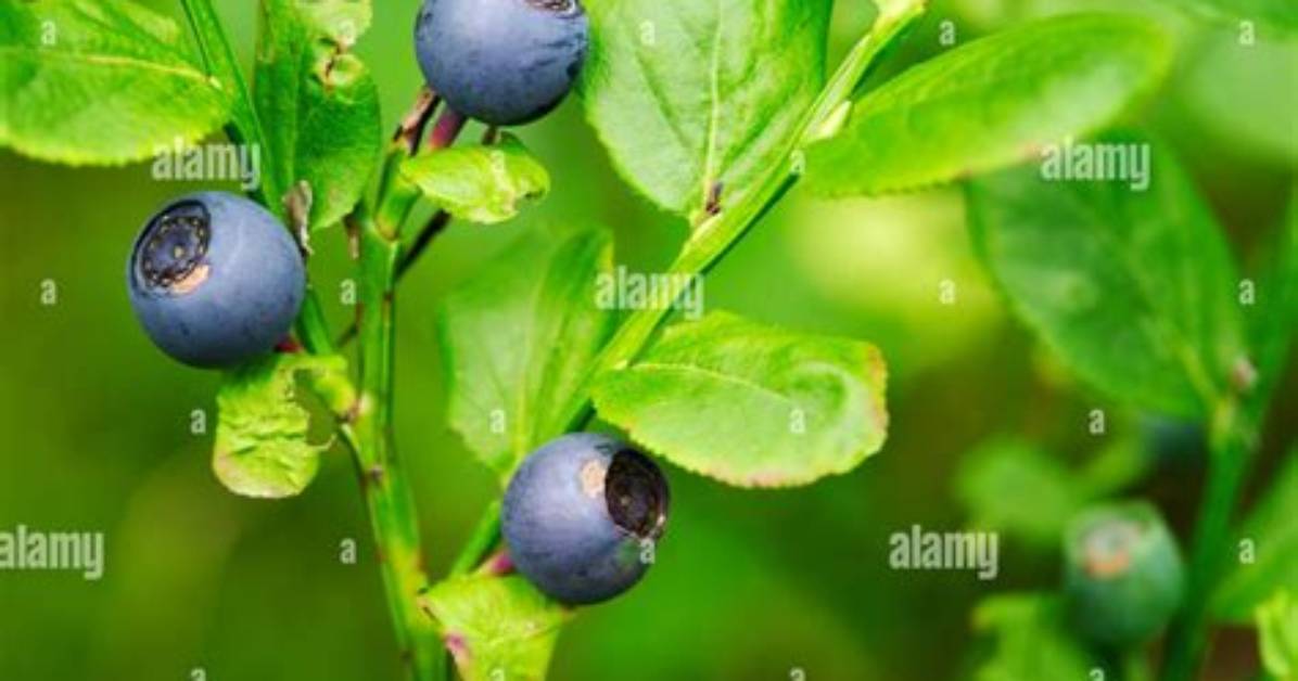 Where Do Wimberries Grow?