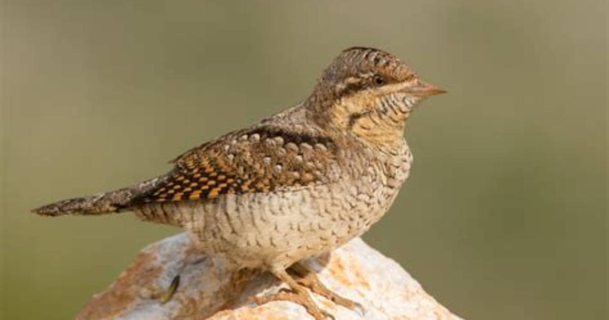 Where Do Wrynecks Come from?