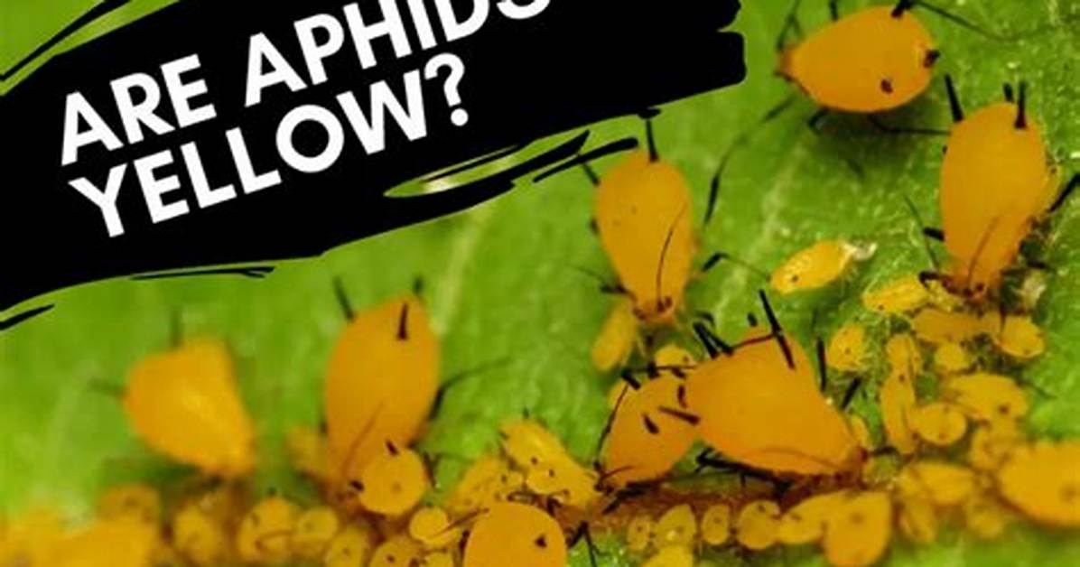 Where Do Yellow Aphids Come from?