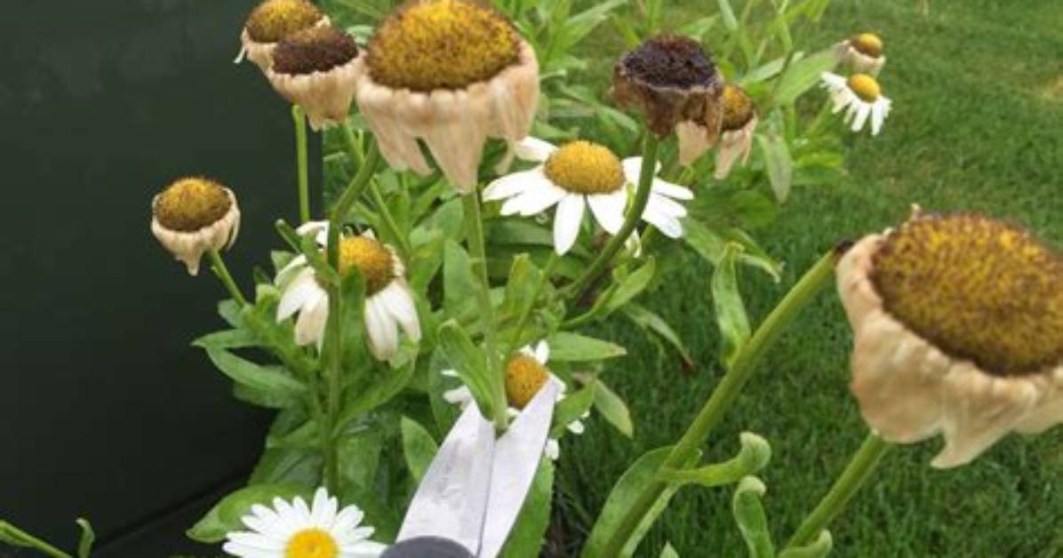 Where Do You Cut Daisies