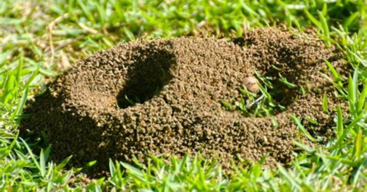 Where Do You Find Anthills?