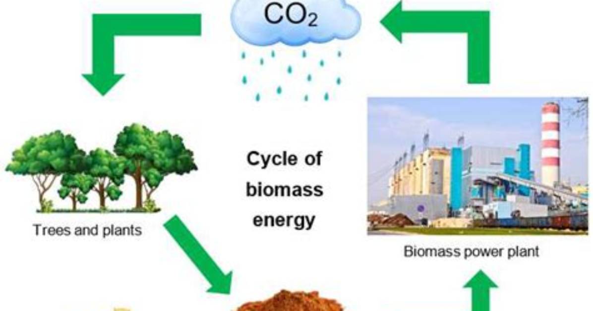 Where Do You Find Biomass