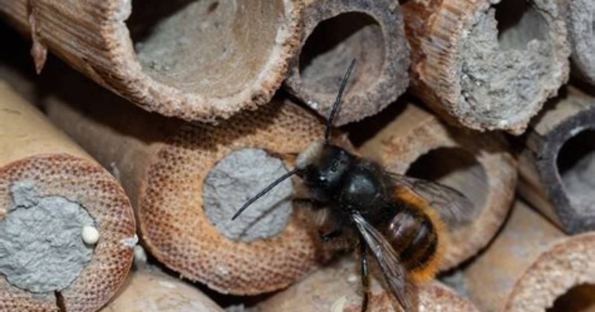 Where Do You Find Mason Bees