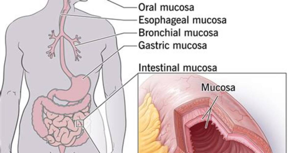 Where Do You Find Mucosa?