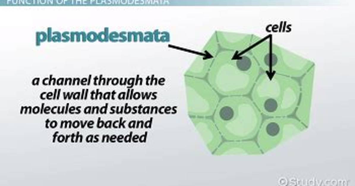 Where Do You Find Plasmodesmata?