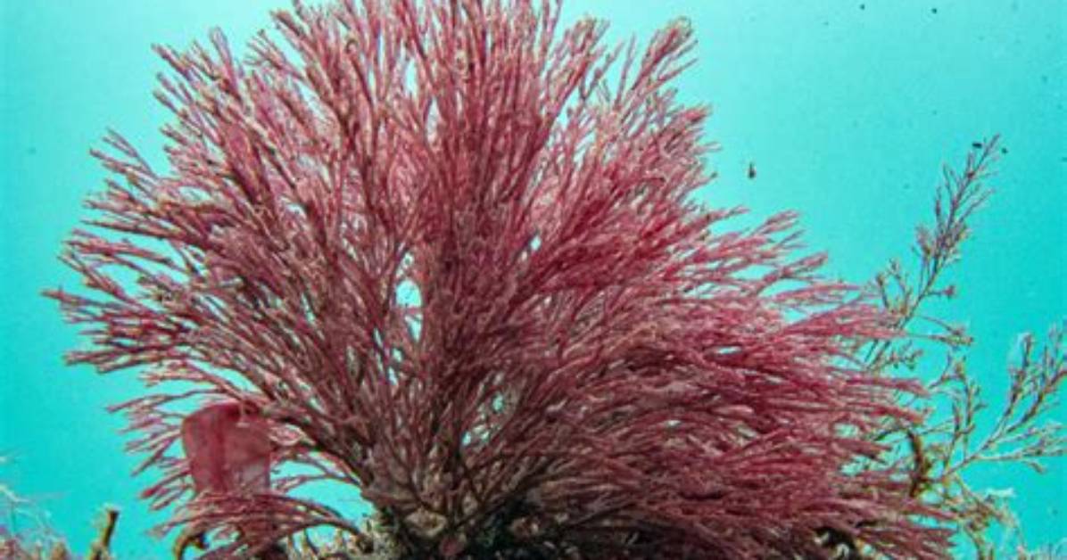 Where Do You Find Red Algae