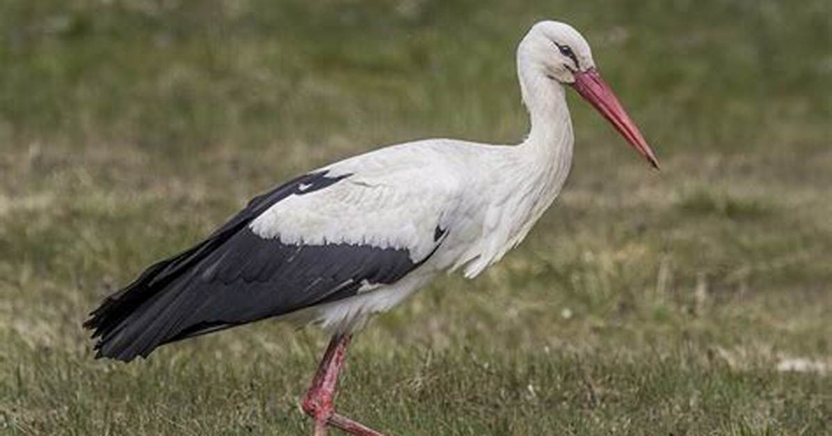 Where Do You Find Storks