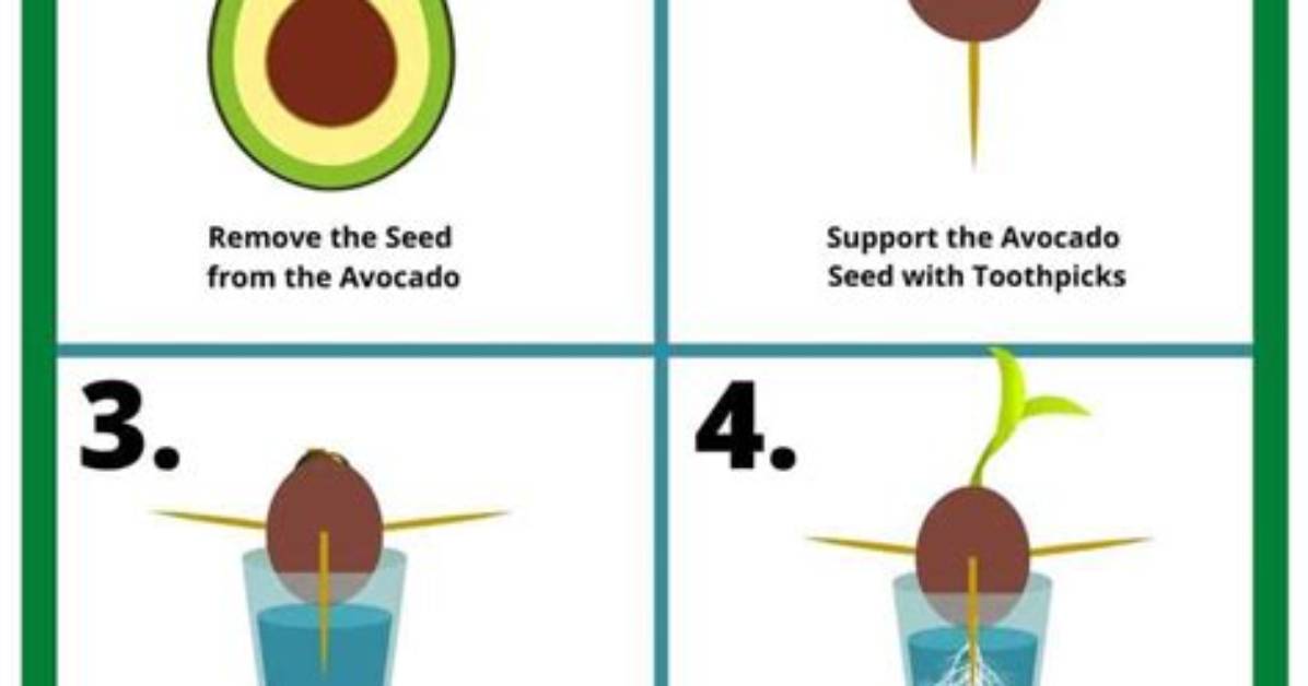 Where Do You Get Avocado?