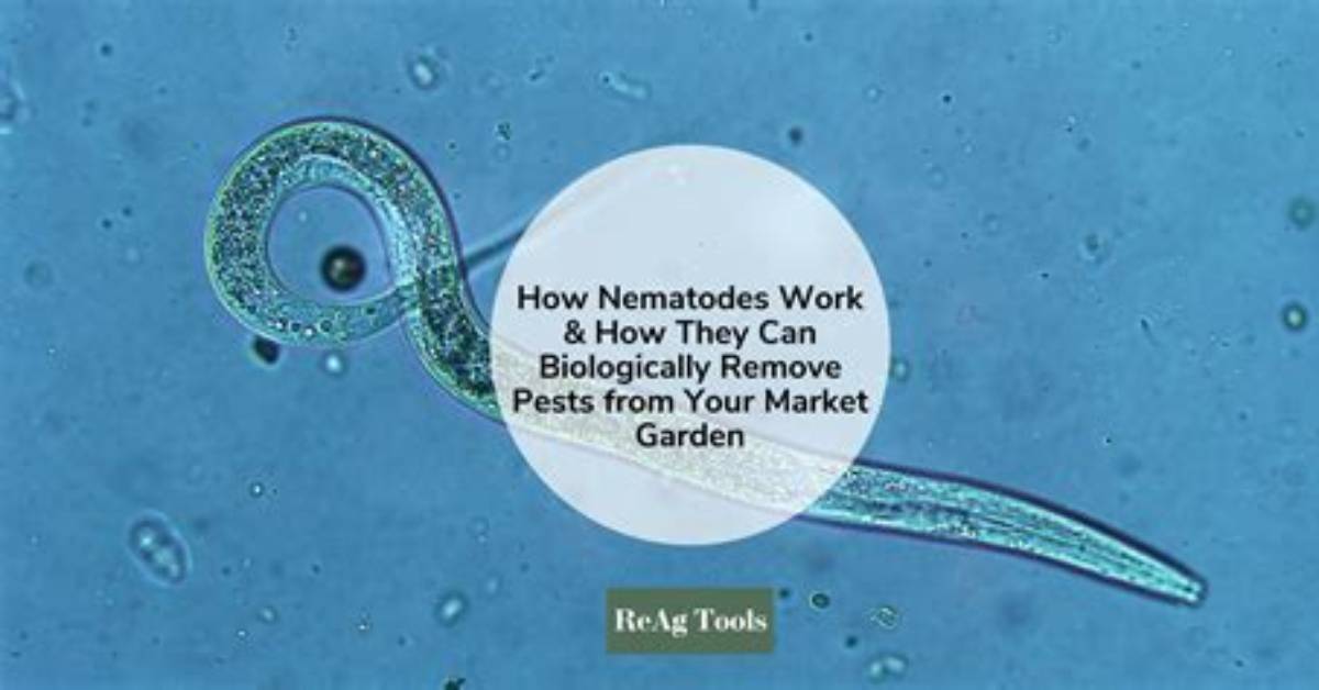 Where Do You Get Nematodes
