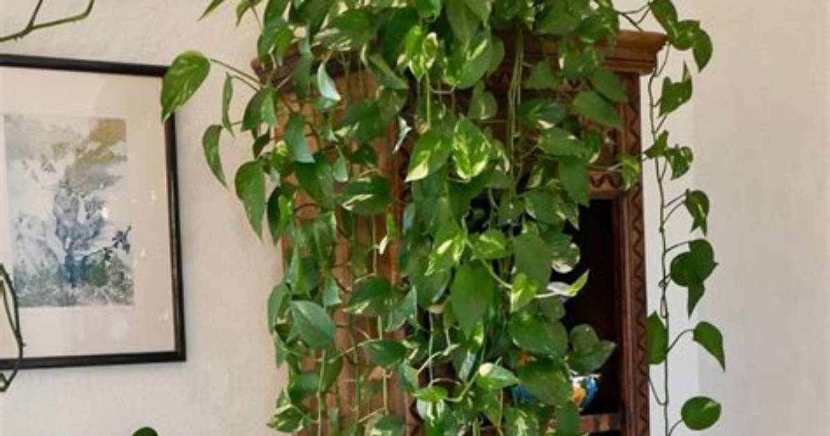 Where Do You Hang Pothos