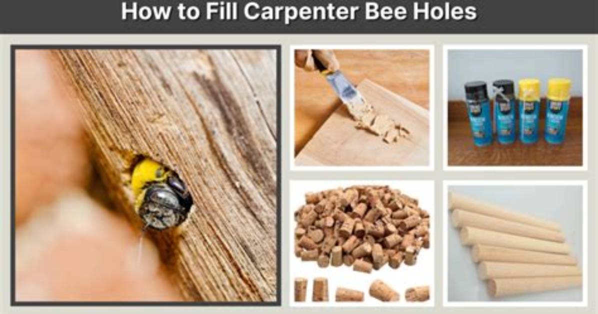 Where Do You Put a Carpenter Bee Trap