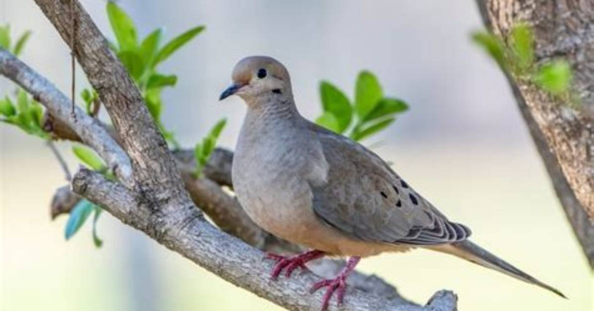 Where Do Zebra Doves Live?