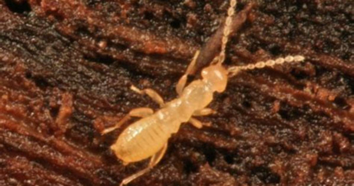 Where Do Zoraptera Live?