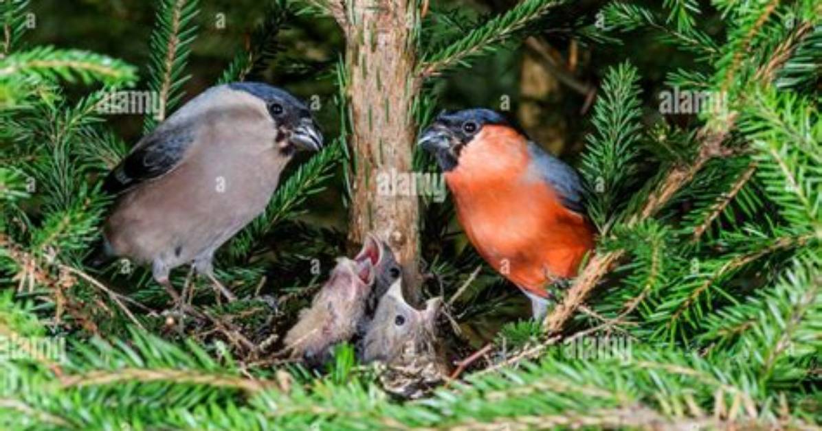Where Does a Bullfinch Nest