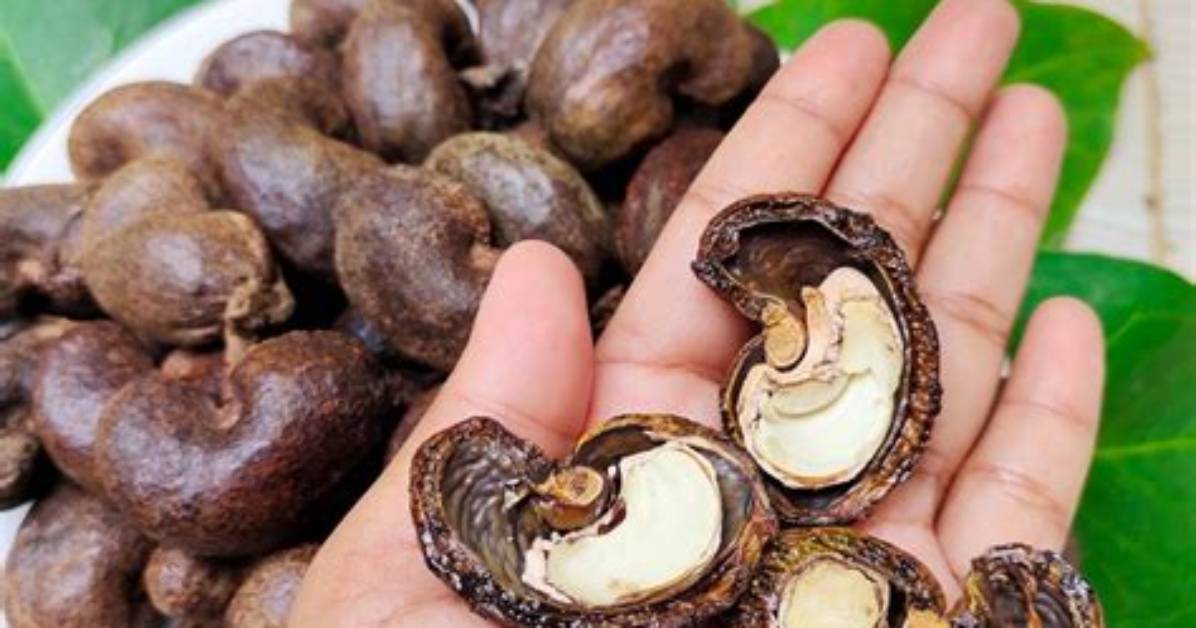 Where Does a Cashew Shell Look Like?