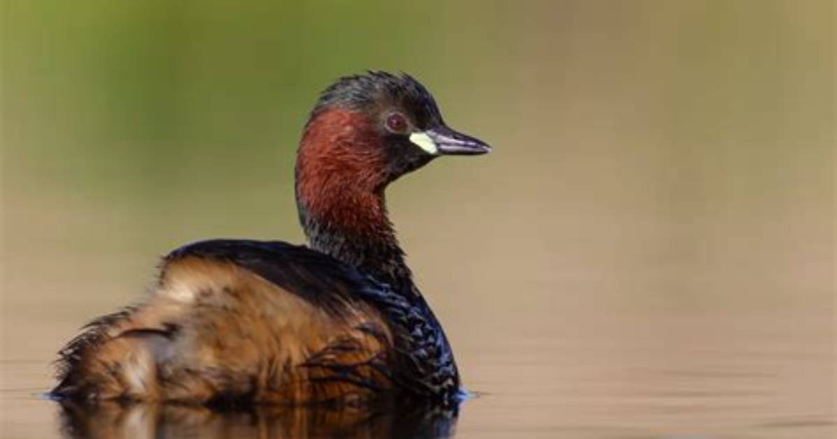 Where Does a Dabchick Live?