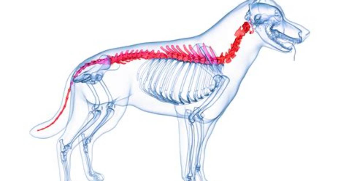 Where Does a Dog's Spinal Cord End?