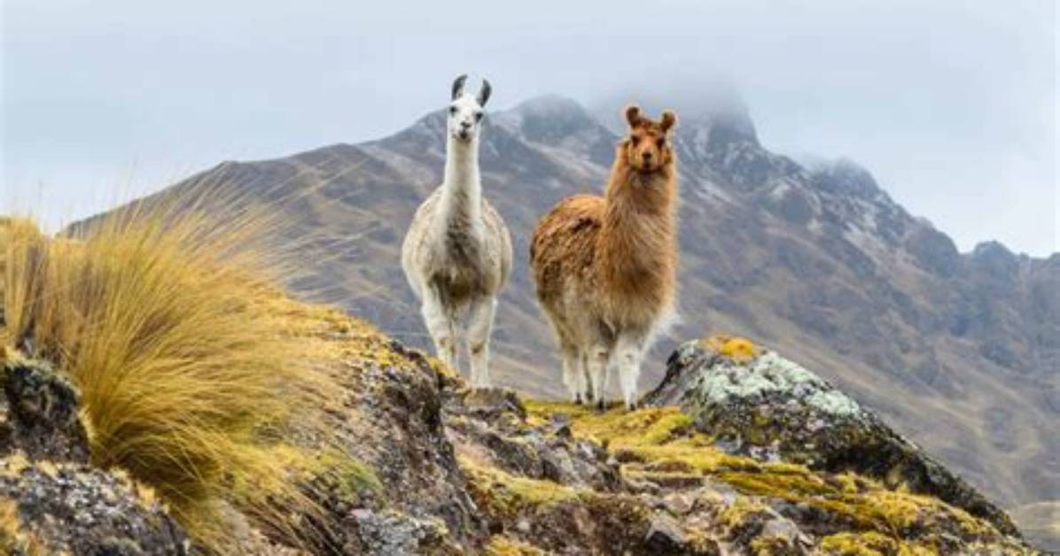 Where Does a Llama Live?