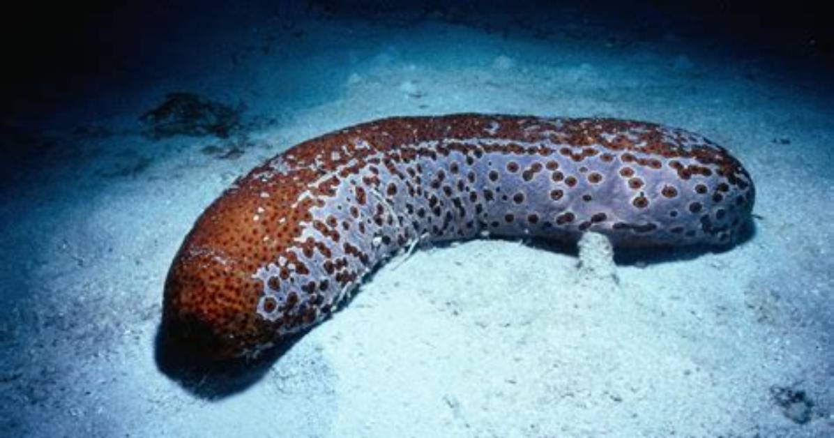 Where Does a Sea Cucumber Live?