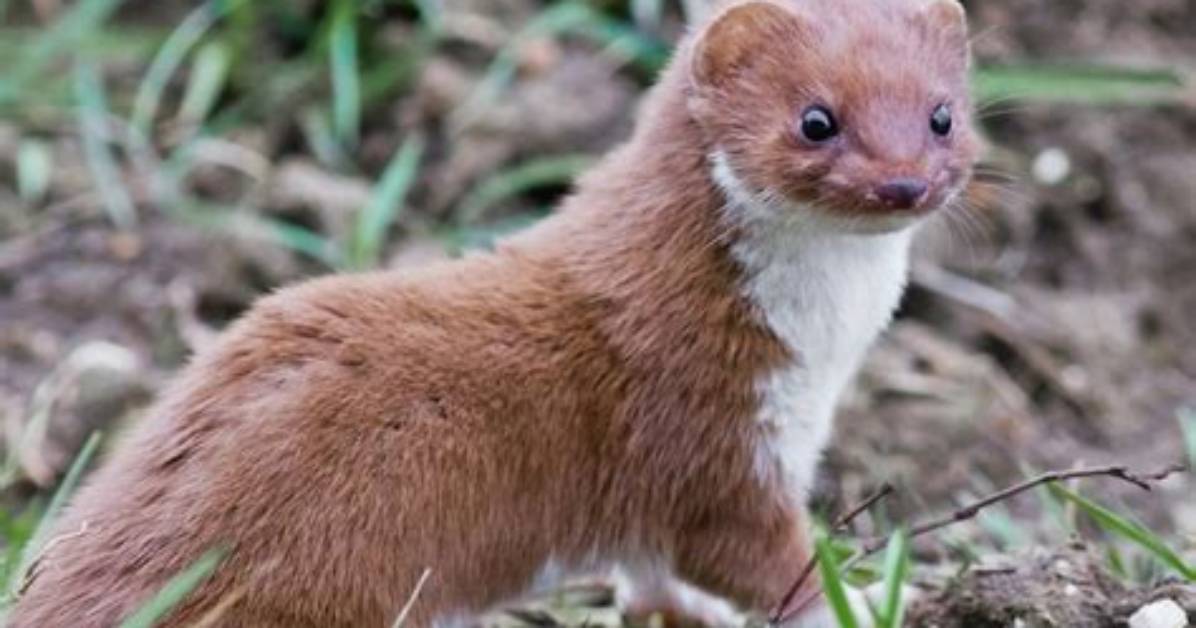 Where Does a Weasel Live?