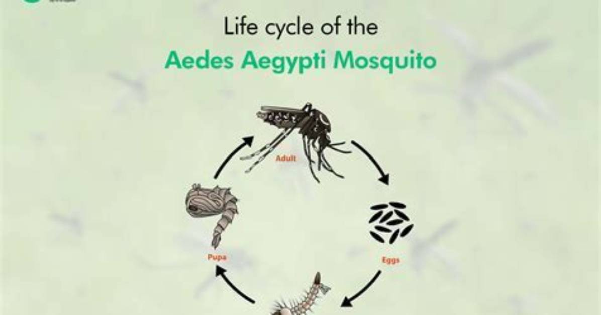 Where Does Aedes Mosquito Breed?