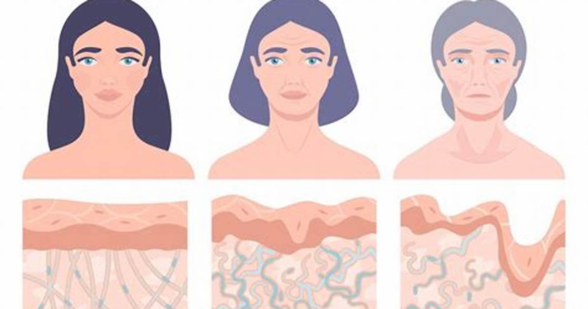 Where Does Aging Begin in the Skin?
