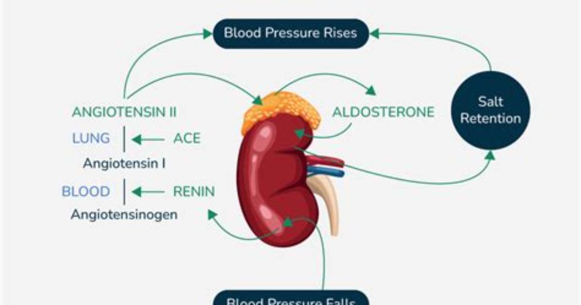 Where Does Aldosterone Exert Its Effects?