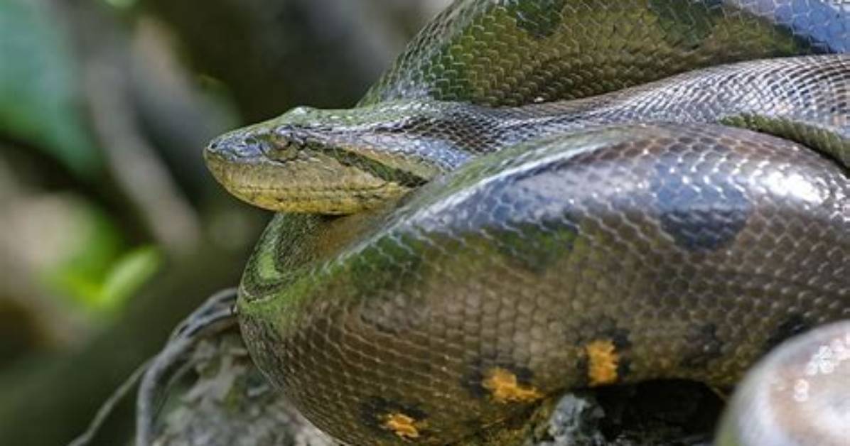 Where Does Anacondas Live?