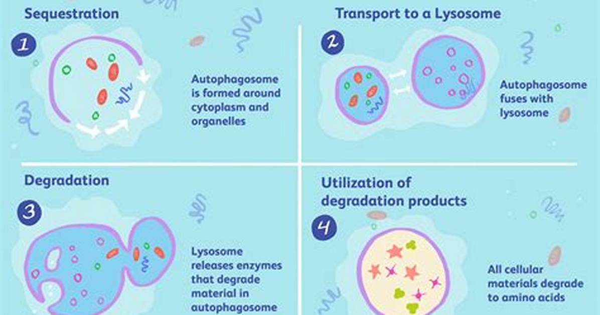 Where Does Autophagy Occur?