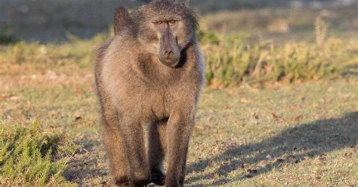 Where Does Baboons Live?