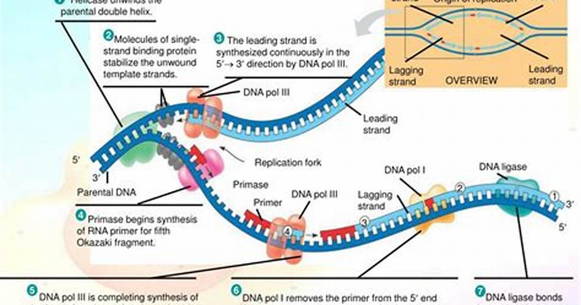 Where Does Bacterial Dna Replication Occur