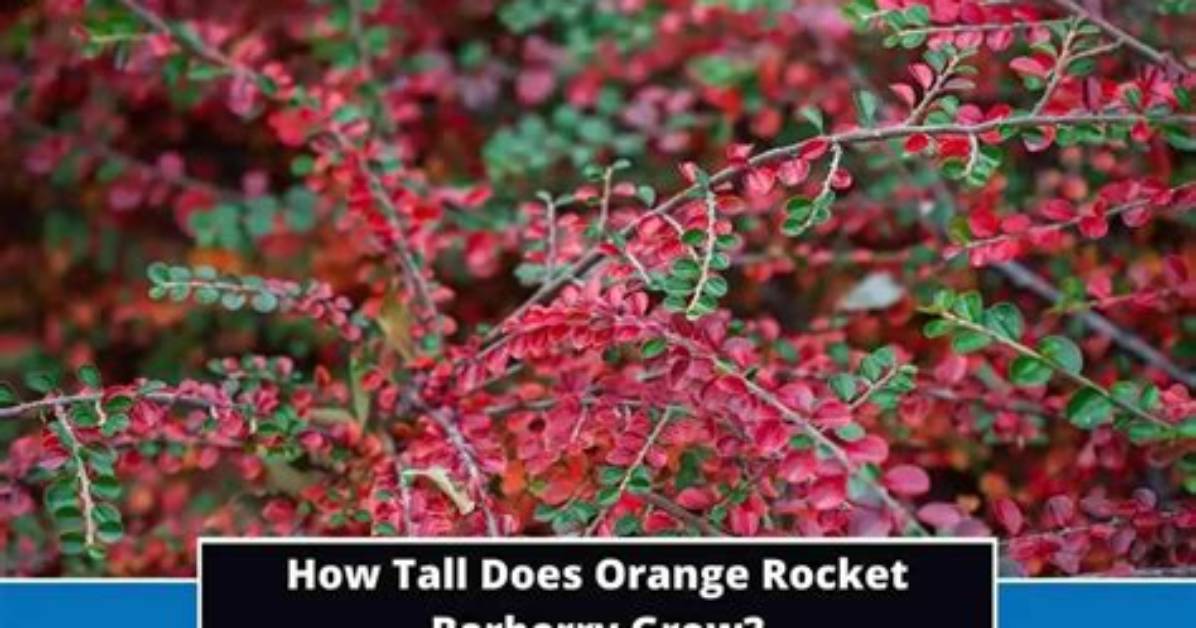 Where Does Barberry Grow