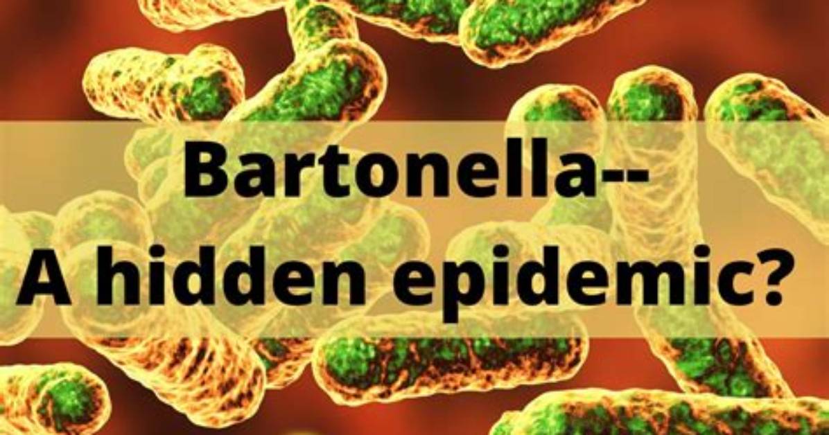Where Does Bartonella Henselae Live?