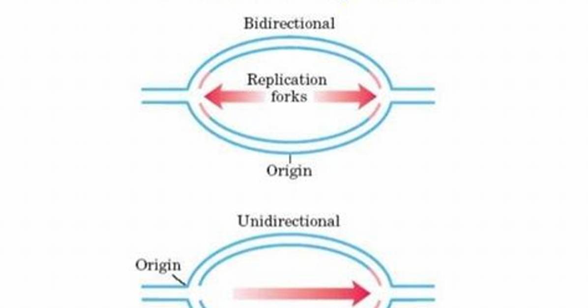 Where Does Bidirectional Replication Occur?