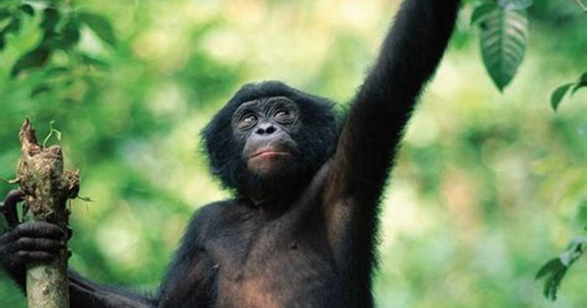 Where Does Bonobo Live?