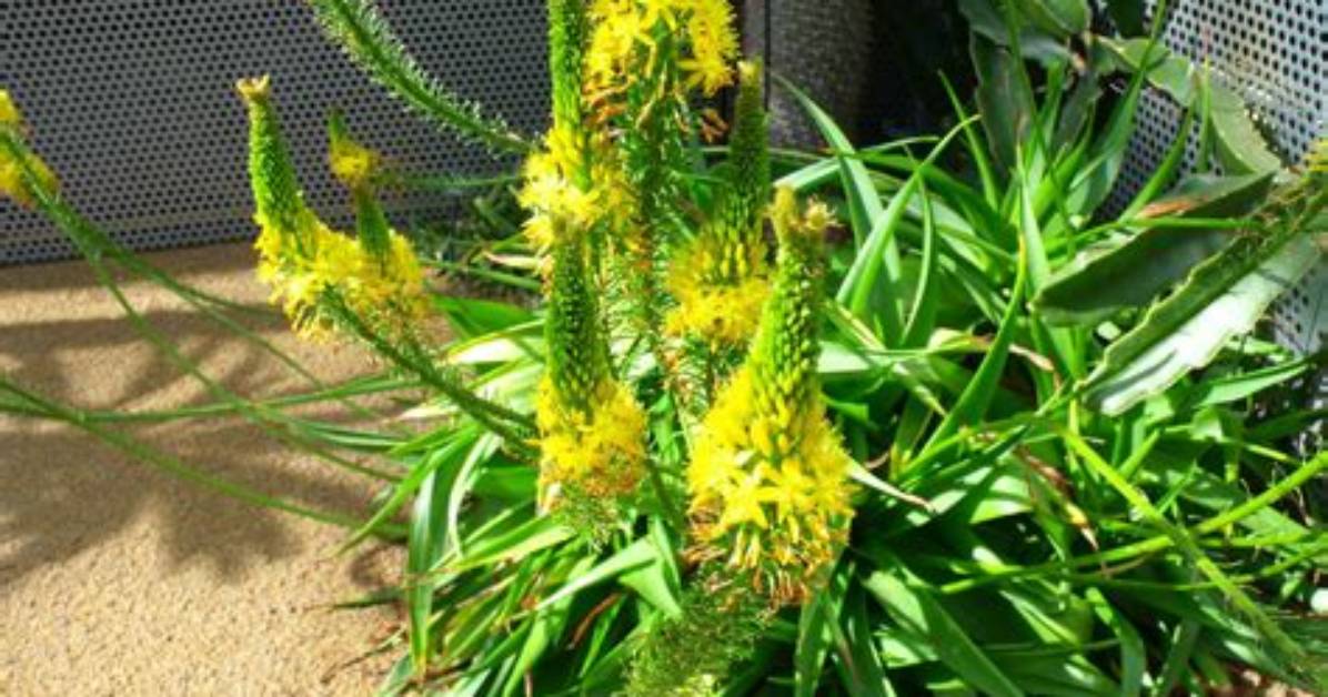 Where Does Bulbine Grow