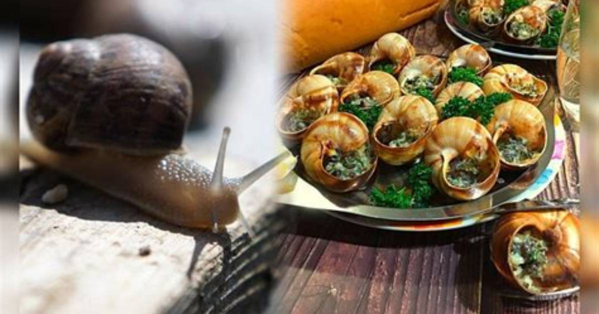 Where Does Caracoles Come from?