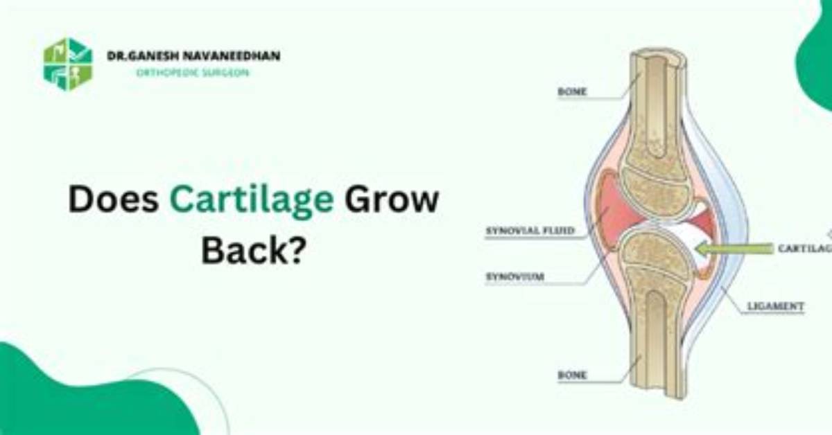 Where Does Cartilage Grow