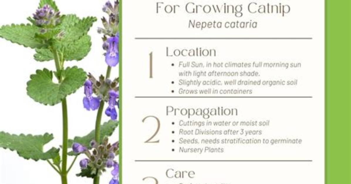 Where Does Catnip Grow