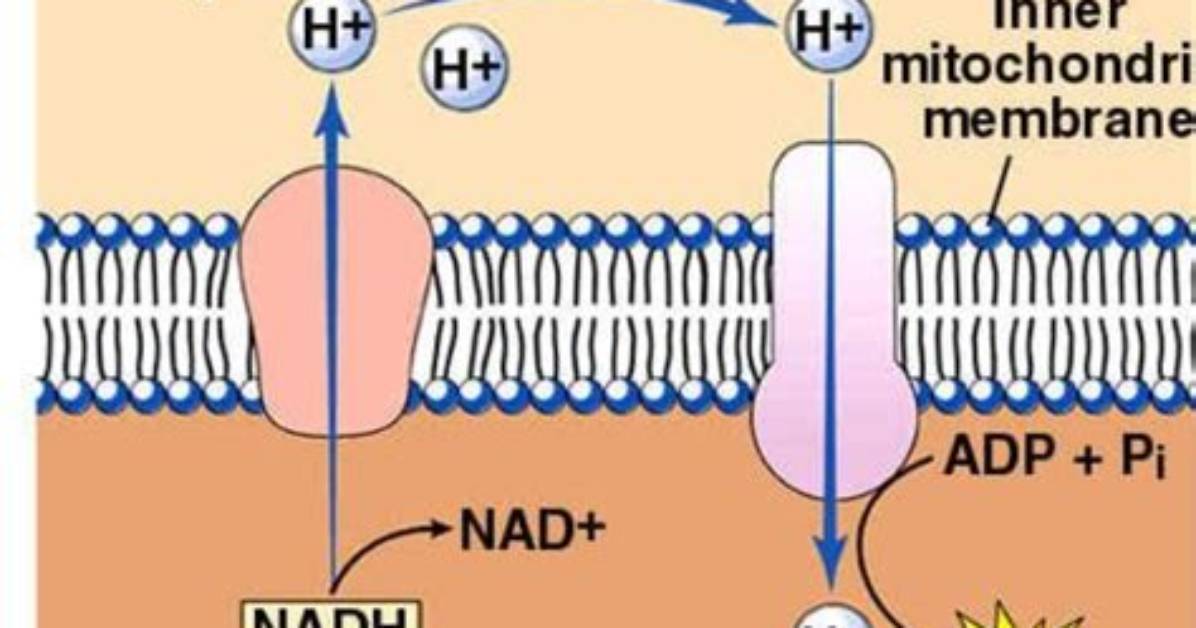 Where Does Chemiosmosis Occur