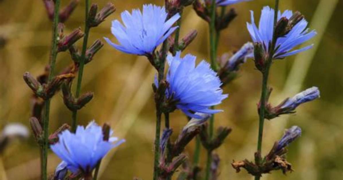 Where Does Chicory Come from?