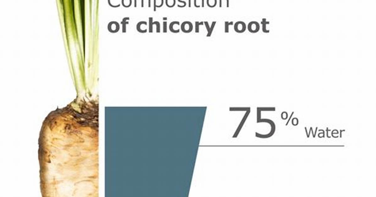 Where Does Chicory Root Come from?