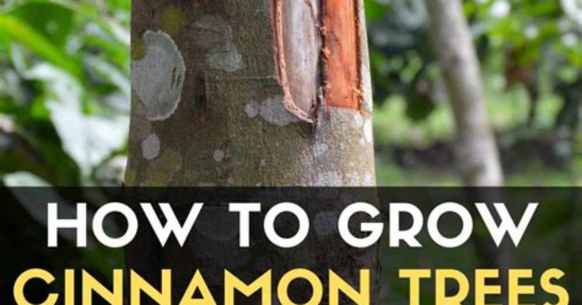 Where Does Cinnamon Grow