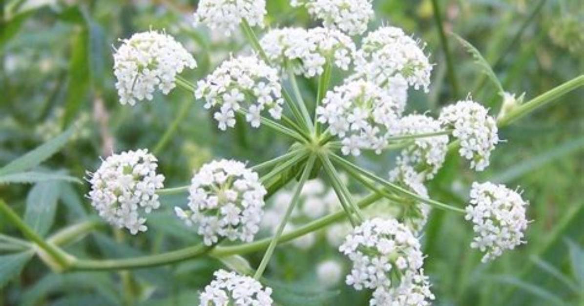 Where Does Cowbane Grow?