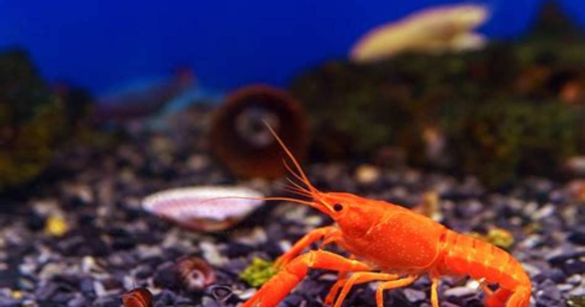 Where Does Crayfish Live?